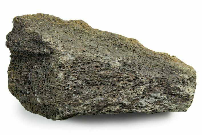 Fossil Tyrannosaur (T rex) Bone Section - Wyoming #353592